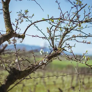  Alloggio per agriturismo Poggio Ciliegio